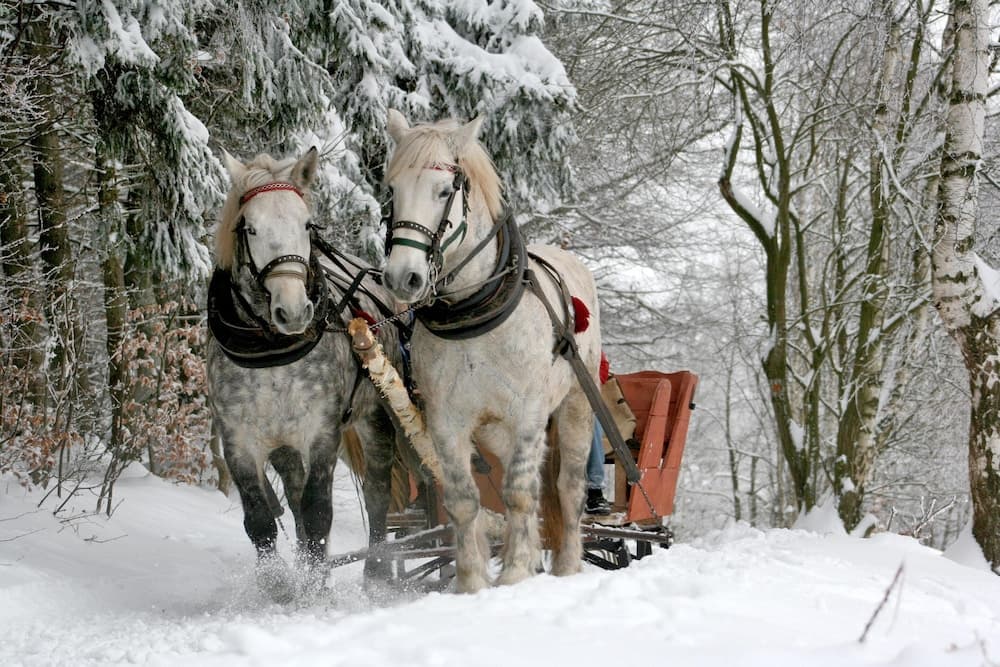 Horseback riding