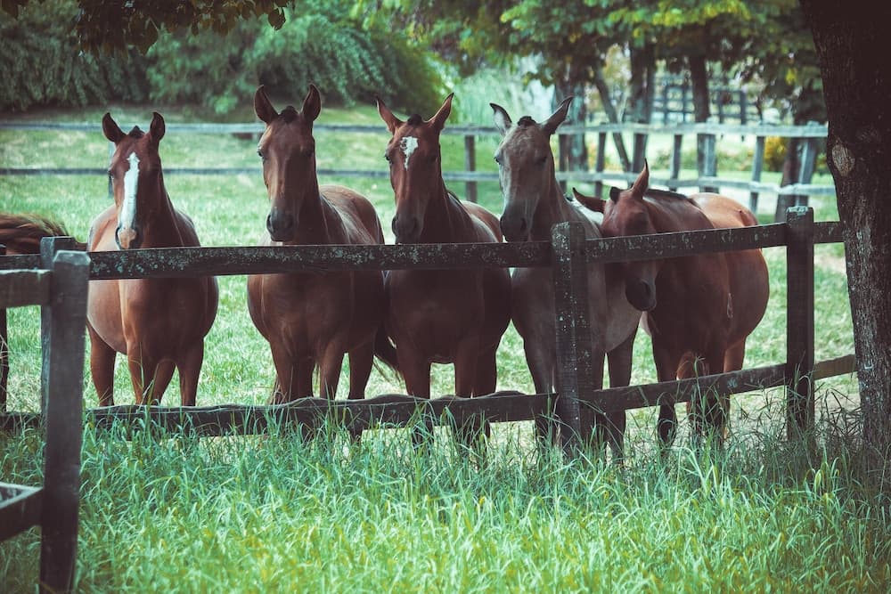Horseback riding
