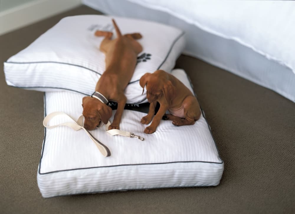Pet-friendly
