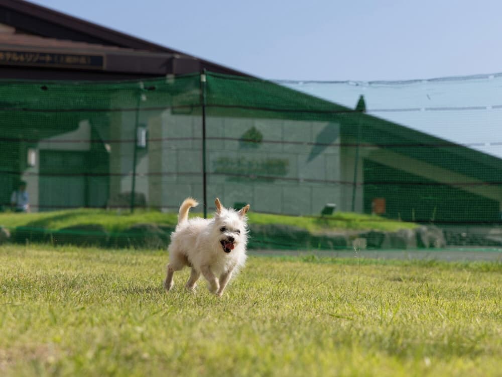 Pet-friendly amenities