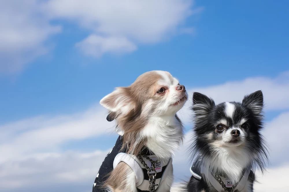 Pet-friendly